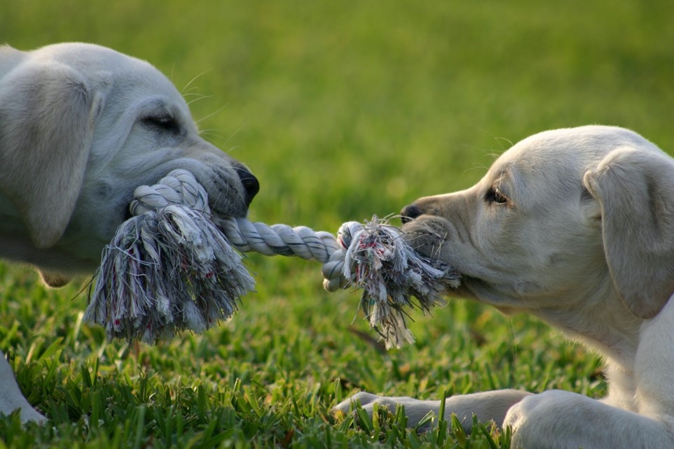 Dogs playing tug a war.