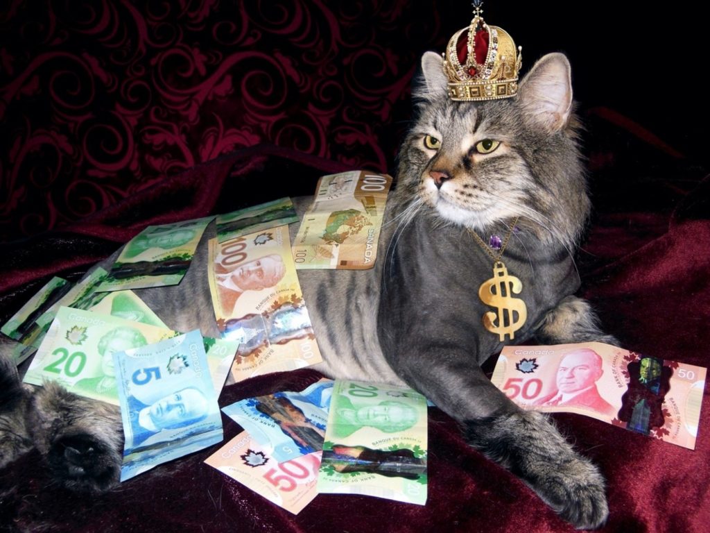 Cat sitting in a pile of money. 
